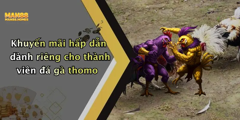 Khuyến mãi hấp dẫn dành riêng cho thành viên đá gà thomo