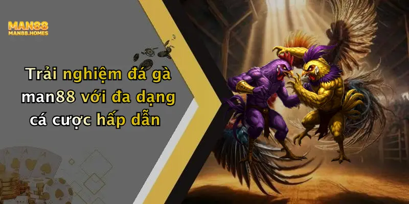 Trải nghiệm đá gà man88 với đa dạng cá cược hấp dẫn