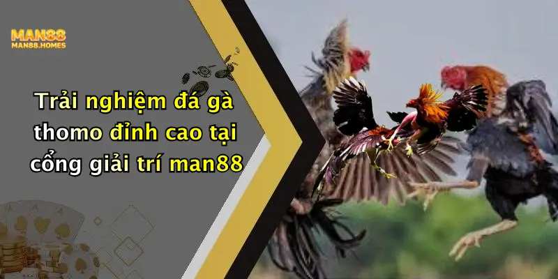 Trải nghiệm đá gà thomo đỉnh cao tại cổng giải trí man88